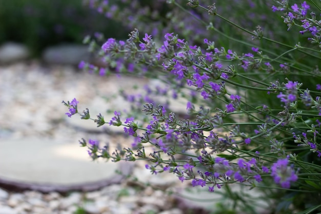 Arbusto de lavanda en el jardín de verano