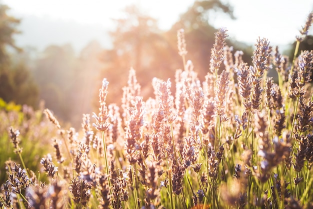 Arbusto de lavanda en la luz de la mañana