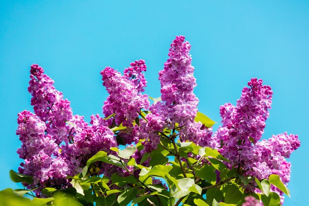 Arbusto lila contra el cielo en el jardín