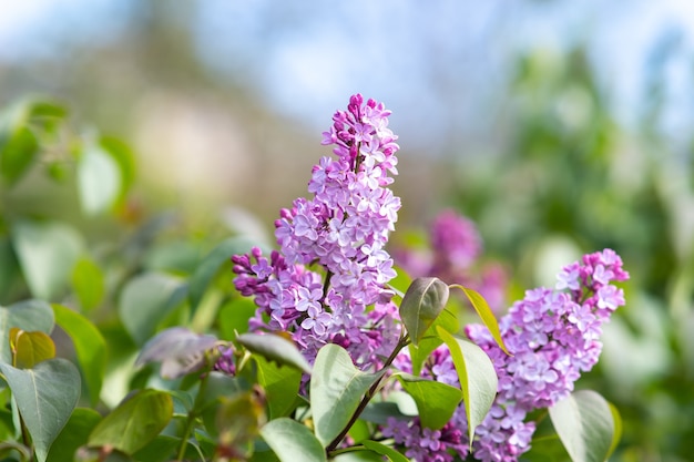 Arbusto lilás vibrante violeta com botões florescendo no jardim primavera.