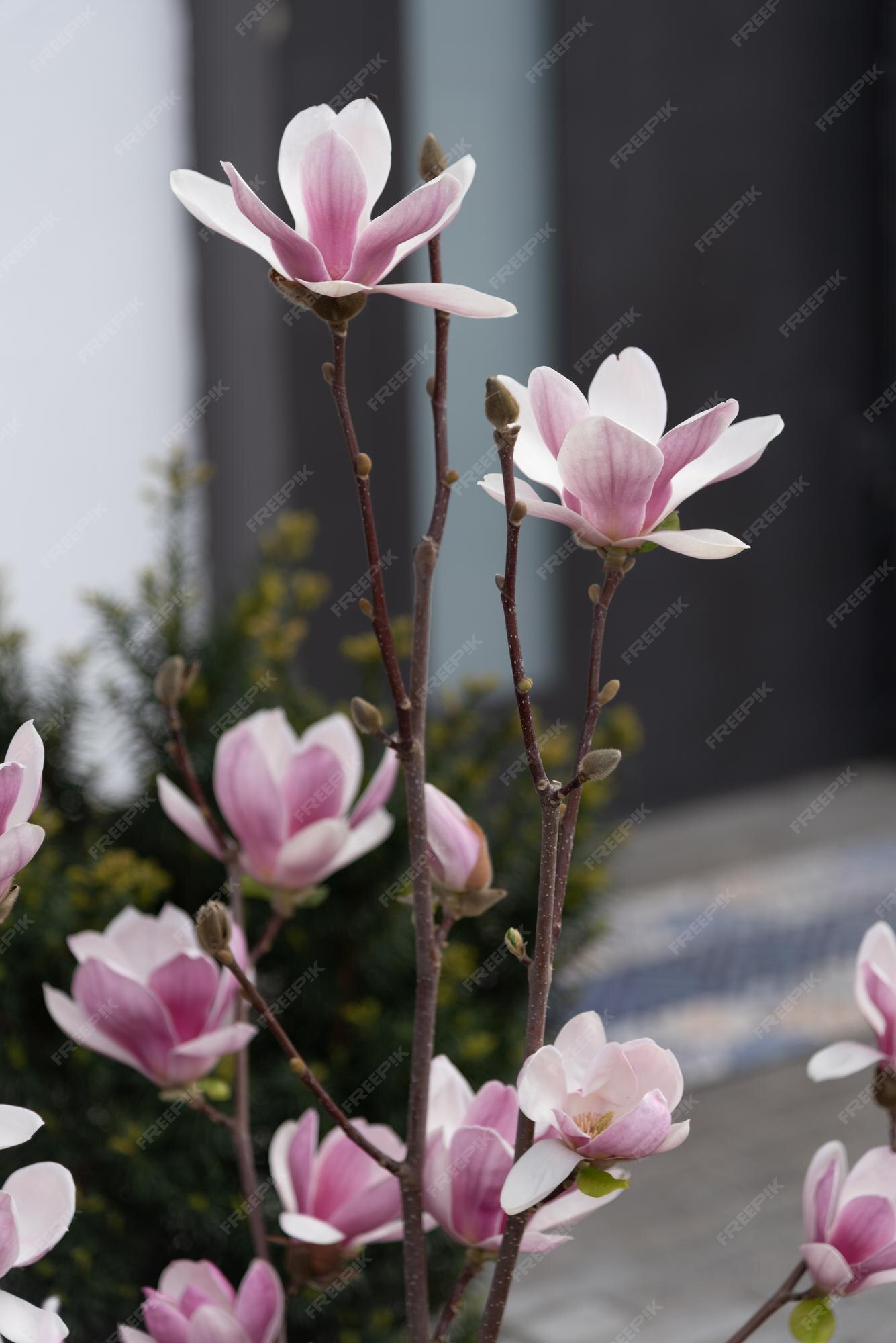 Arbusto de magnolia con delicadas flores rosadas cerca de la casa | Foto  Premium