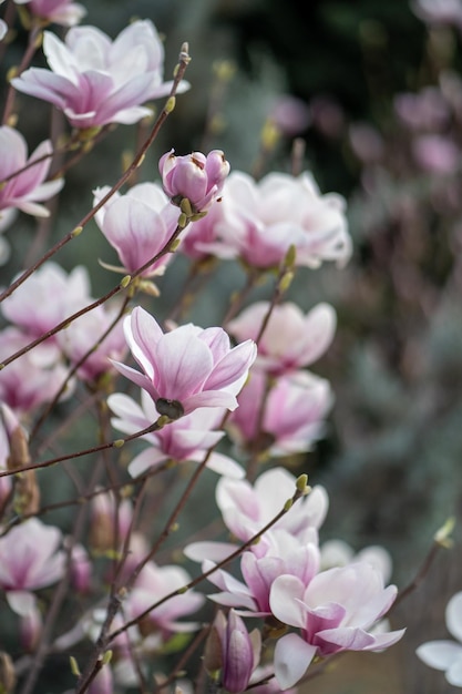 Foto arbusto de magnolia floreciente con flores rosas en las ramas en primavera flores rosas tiernas en primavera