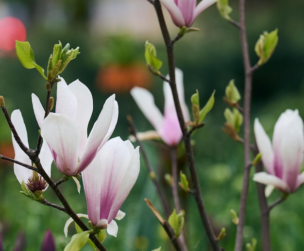 Arbusto con magnolias blancas en el día de primavera del parque