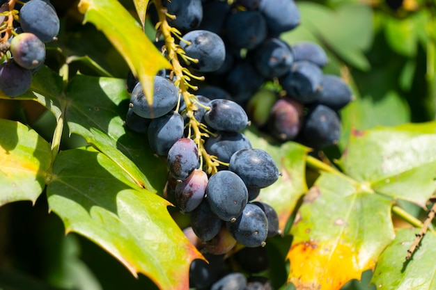 El arbusto de Mahonia con bayas azules maduras