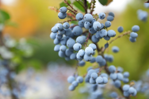 Arbusto de Mahonia Rama con hojas espinosas y bayas azules sobre un fondo borroso Uva de Oregón Rama de Mahonia bayas de uva azul oscuro primer plano