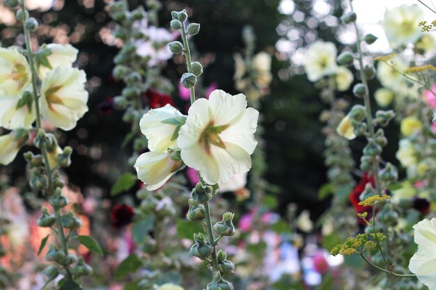 El arbusto de malva florece en el jardín del día de verano.