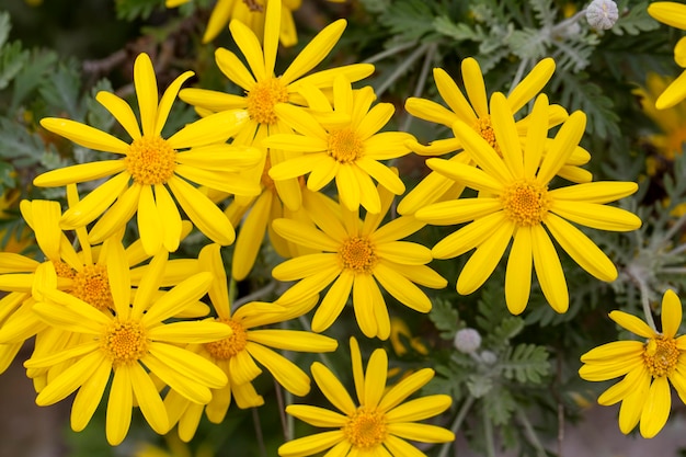 Arbusto de margarita amarilla, Nombre científico; Euryops pectinatus