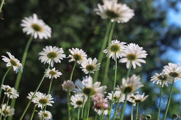 Arbusto de margaritas floreciendo en verano