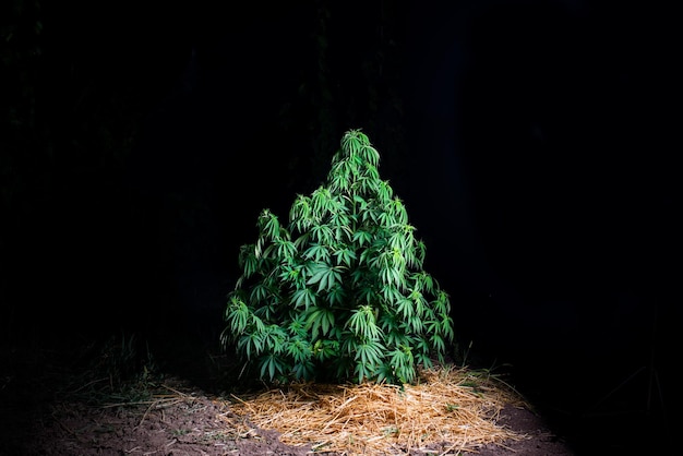 Arbusto de marihuana en la noche