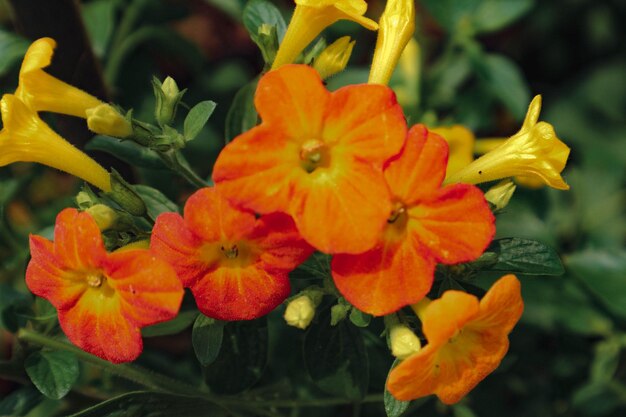 El arbusto de mermelada tiene el nombre latino Streptosolen jamesonii tiene una forma de embudo con amarillo y naranja brillante como naranjas frescas