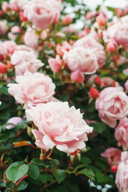 Un arbusto con muchas pequeñas rosas rosadas en el jardín.