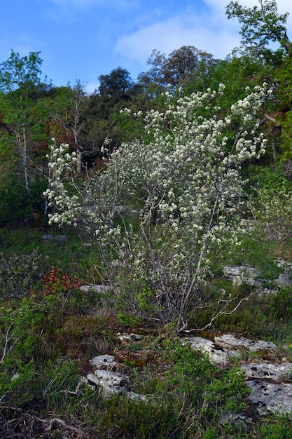 Foto arbusto nevado mespilus amelanchier ovalis em flor durante a primavera