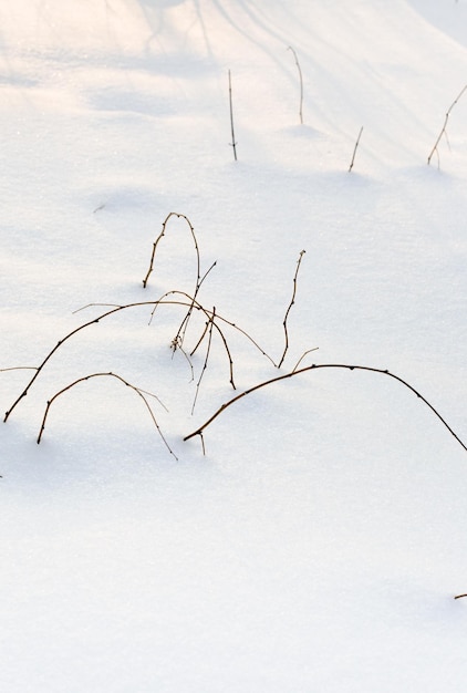 Arbusto bajo la nieve