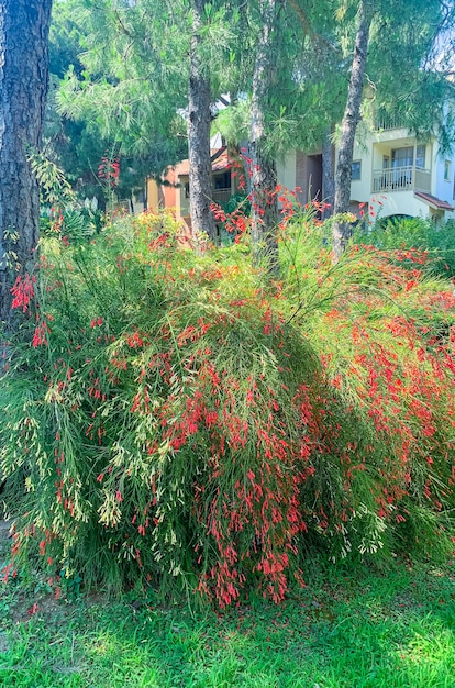 Arbusto ornamental com flores vermelhas crescendo do lado de fora.