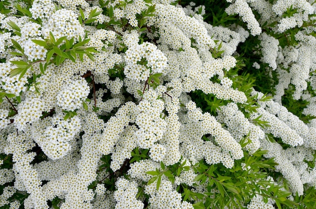 Arbusto ornamental que florece en primavera spirea en plena floración