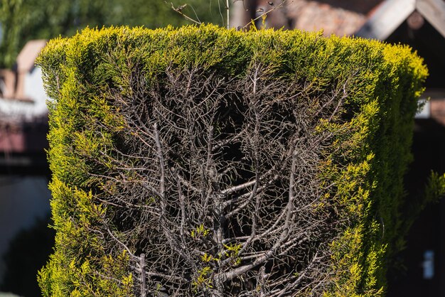 Arbusto ornamental verde na forma de um retângulo no arbusto do jardim para cerca