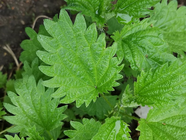 Arbusto de ortiga floreciente verde en la naturaleza