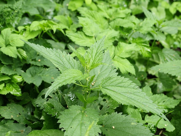 Arbusto de ortiga floreciente verde en la naturaleza