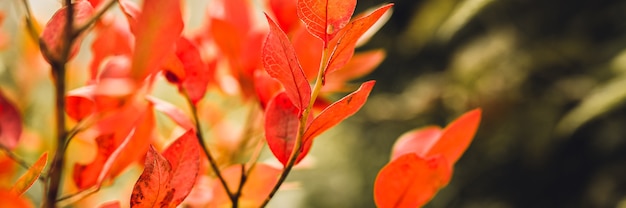 Arbusto de otoño con hojas de arándano. vaccinium corymbosum deja un color rojo burdeos brillante en el jardín en otoño. concepto de jardinería y naturaleza. hermosos colores naturales del otoño. bandera