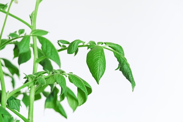 arbusto de patata con hojas verdes de cerca en un fondo blanco