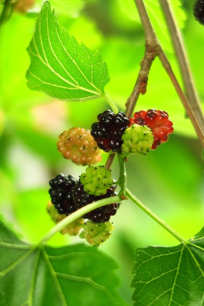 arbusto de patata joven que crece en el jardín