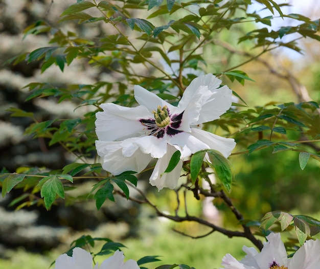 Arbusto de peonía de árbol con hojas verdes y flores blancas en el parque