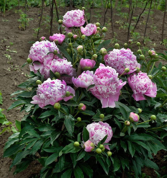 Arbusto de peonías reales rosadas en el jardín