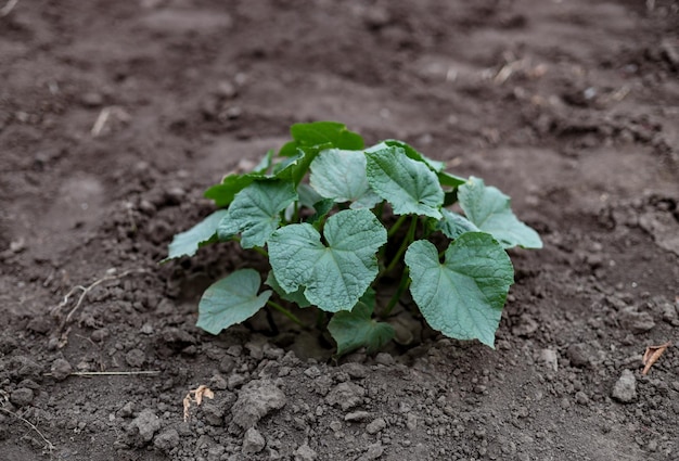 Arbusto de pepino verde en el jardín