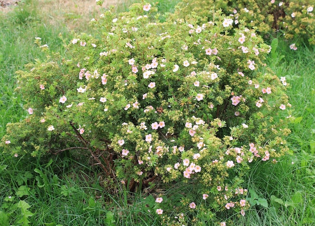 Arbusto con pequeñas flores blancas hermosas escondidas en la esquina del parque de la ciudad