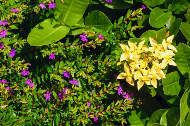 Arbusto con pequeñas hojas verdes, flores moradas y amarillas para plantas ornamentales