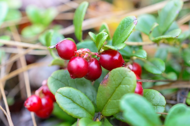 Arbusto pequeno com cranberries maduros