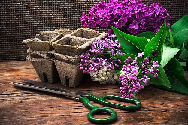 Arbusto perfumado pode lilás sobre fundo de tesoura na mesa de madeira