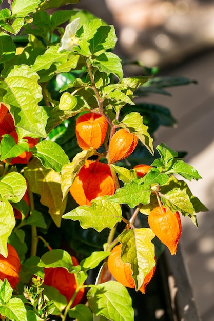 Un arbusto de physalis con flores de color naranja brillante