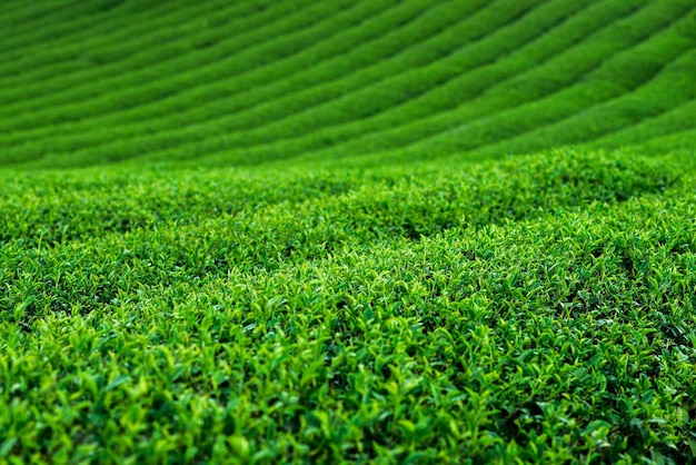 Arbusto de plantación de té