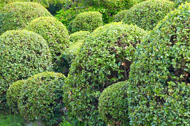 Arbusto de primavera esférico en el parque (superficie de la naturaleza)