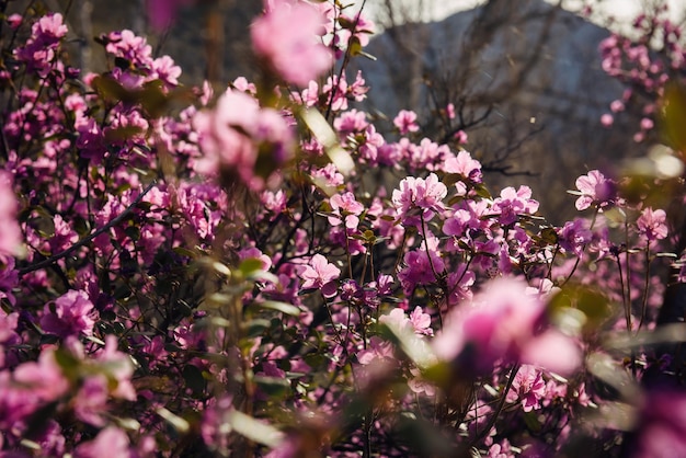 Arbusto primaveral que florece con delicadas flores rosas a la luz del sol. Rododendro salvaje de montaña, primer plano, enfoque selectivo. Fondo borroso oscuro floral abstracto.