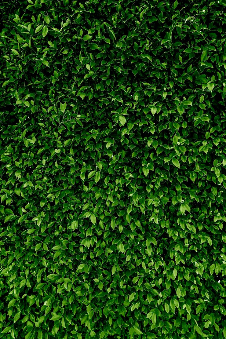 Foto arbusto que crece en la pared. textura de la hoja