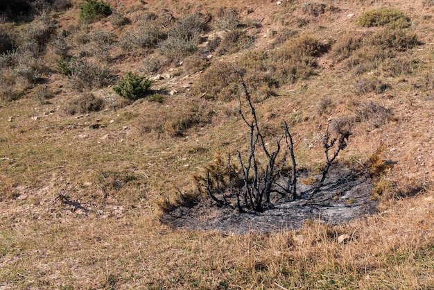 Arbusto quemado en la ladera