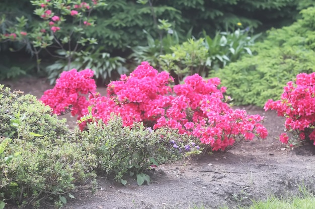 Arbusto del rododendro en el jardín botánico Hermoso fondo floral