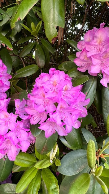 Foto arbusto de rododendro púrpura arbusto de rododendro con flores de color púrpura