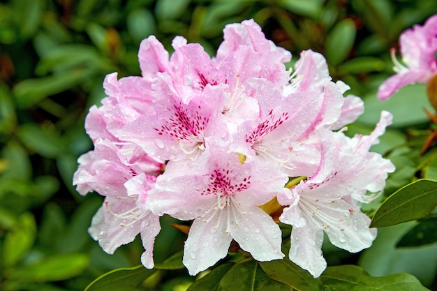 Arbusto de rododendro rosa floreciente con gotas de agua después de la lluvia