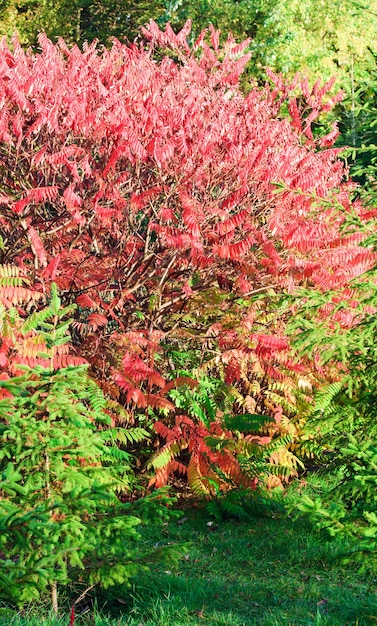 Arbusto rojo y pequeños abetos en otoño parque de la ciudad