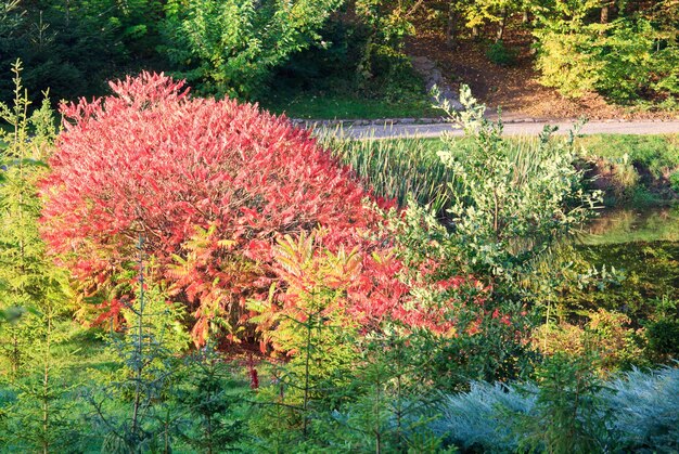 Arbusto rojo y pequeños abetos en otoño parque de la ciudad