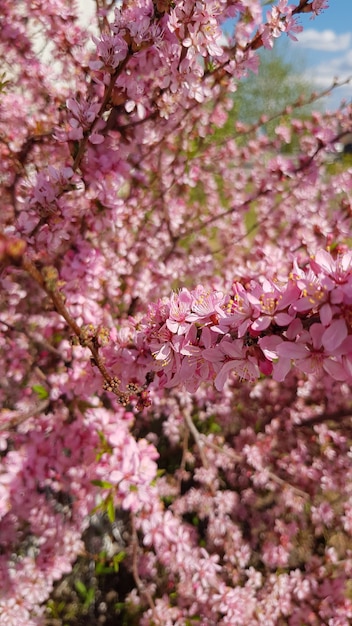 Arbusto rosa em um dia ensolarado de primavera.