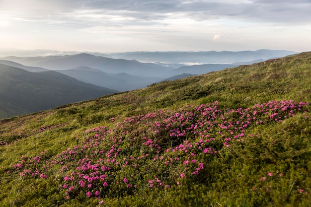 Arbusto rosa de flores de rododendro en una puesta de sol con un fondo de paisaje montañoso Montañas Cárpatos Ucrania