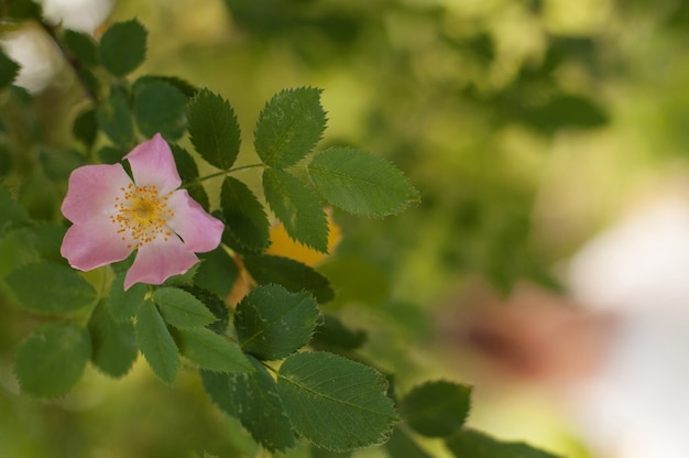 Un arbusto de rosa mosqueta con una flor rosa y hojas verdes con un fondo borroso y un lugar para el texto