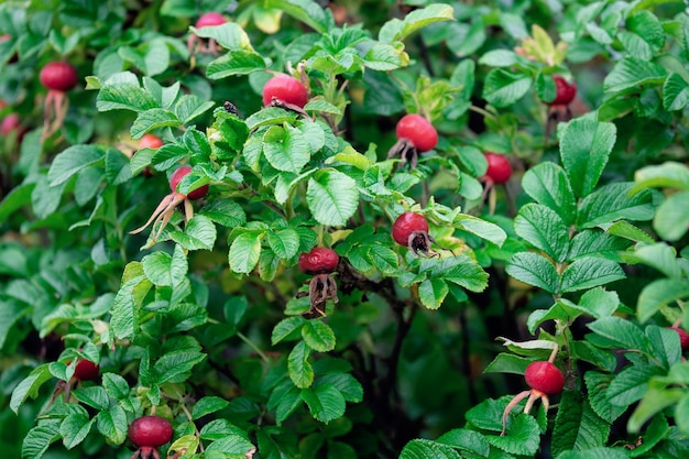 Arbusto de rosa mosqueta con frutos rojos maduros al aire libre