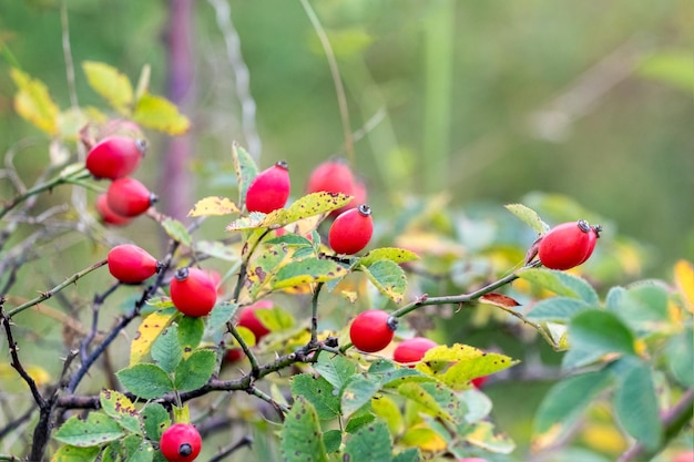 Arbusto de rosa mosqueta con frutos rojos en otoño