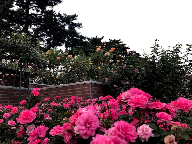 un arbusto rosa y rojo con una valla en el fondo