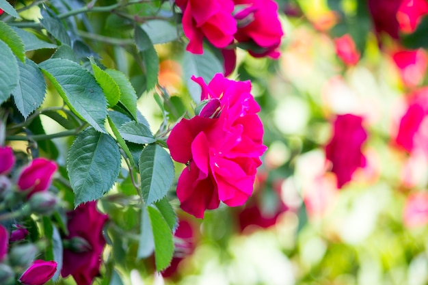 El arbusto de una rosa de té rojo